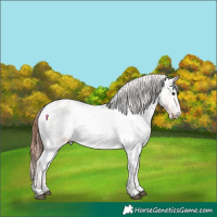 Horse Color:Brown Roan Pearl Onyx Appaloosa Rabicano