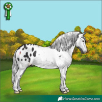 Horse Color:Smoky Black Chinchilla Appaloosa 
