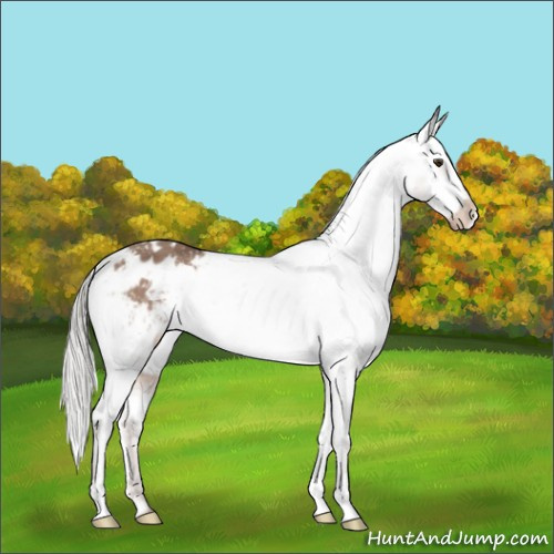 Horse Color:Liver Red Dun Mushroom Appaloosa 