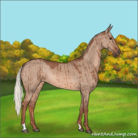 Horse Color:Red Dun Mushroom Brindle 