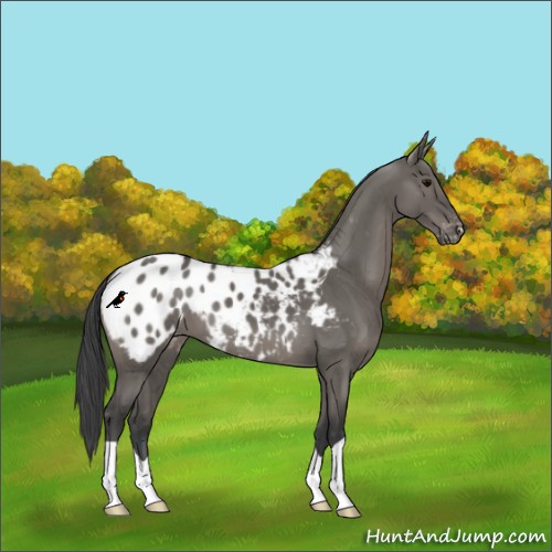 Horse Color:Grullo Appaloosa 