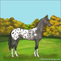 Horse Color:Grullo Appaloosa 