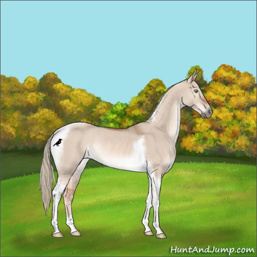 Horse Color:Red Dun Mushroom Tobiano Rabicano