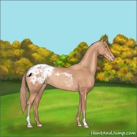 Horse Color:Gold Champagne Appaloosa Rabicano 