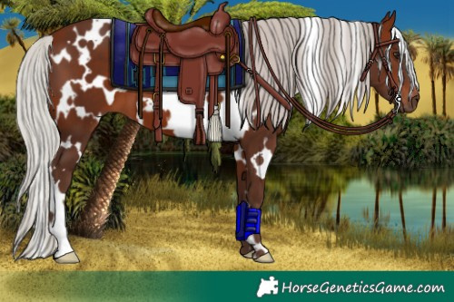 Horse Color:White Spotted Silver Bay