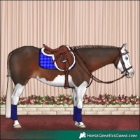 Horse Color:Liver Chestnut Splash 