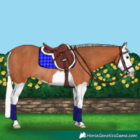 Horse Color:Silver Bay Splash Rabicano