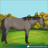 Horse Color:Grullo Rabicano 