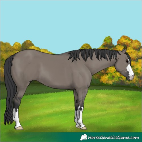 Horse Color:Grullo