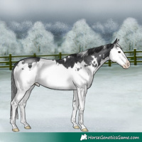Horse Color:White Spotted Black Splash Rabicano