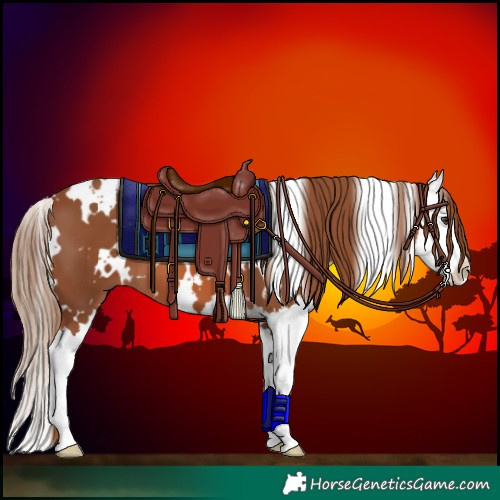 Horse Color:White Spotted Chestnut Splash 