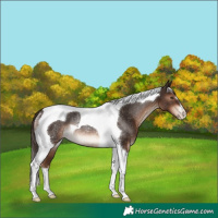 Horse Color:Liver Chestnut Tobiano Rabicano