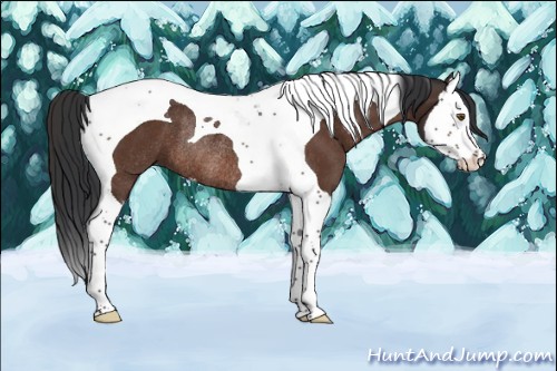 Horse Color:Brown Mushroom Splash Tobiano Rabicano