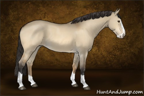 Horse Color:Buckskin Dun Splash 