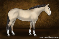 Horse Color:Buckskin Dun Splash 