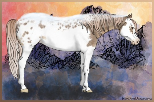 Horse Color:Chocolate Palomino Roan Splash Frame Appaloosa