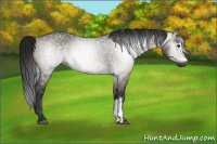 Horse Color:Gray Brown Dun Rabicano 
