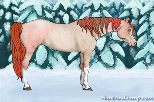 Horse Color:Buckskin Roan Pearl