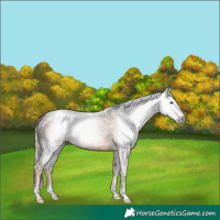 Horse Color:Gray Chocolate Palomino 