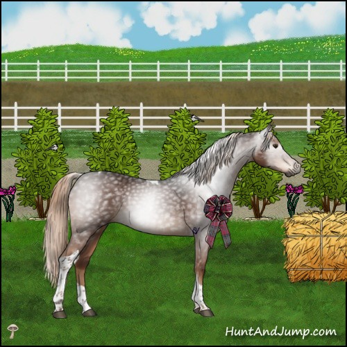 Horse Color:Gray Liver Chestnut Tobiano Rabicano 