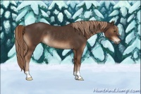 Horse Color:Liver Chestnut Rabicano 