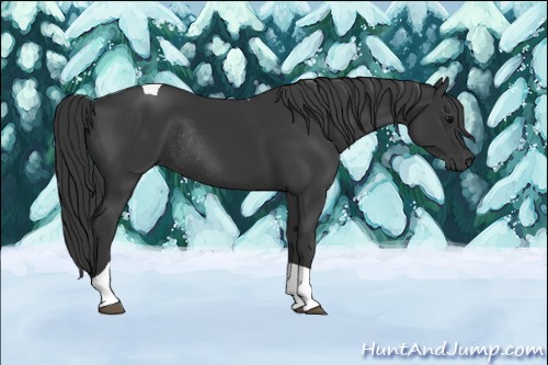 Horse Color:Black Tobiano Rabicano