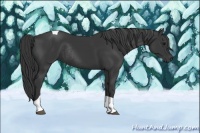 Horse Color:Black Tobiano Rabicano 