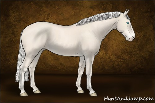 Horse Color:Cremello 