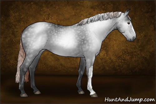 Horse Color:Gray Liver Chestnut 