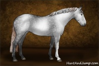 Horse Color:Gray Liver Chestnut