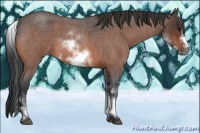 Horse Color:White Spotted Bay Roan Frame 