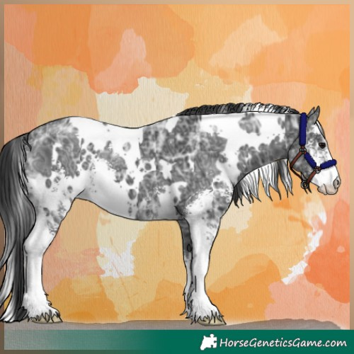 Horse Color:White Spotted Black Ice Sabino