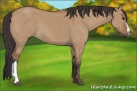 Horse Color:Bay Dun