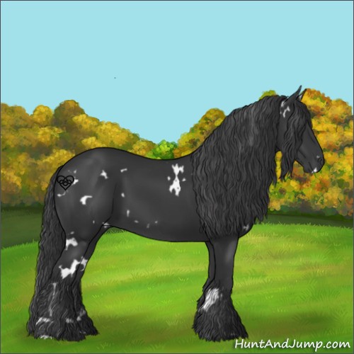 Horse Color:White Spotted Black 