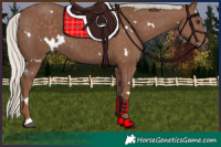 Horse Color:White Spotted Silver Black 