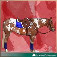 Horse Color:White Spotted Chestnut Rabicano