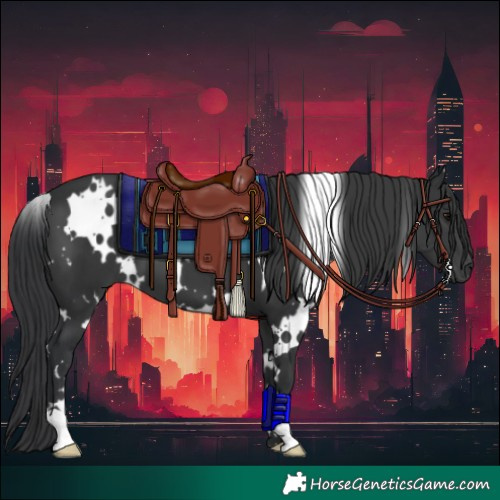Horse Color:White Spotted Black