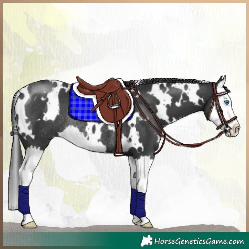 Horse Color:White Spotted Black Splash Rabicano 