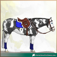 Horse Color:White Spotted Black Splash Rabicano 