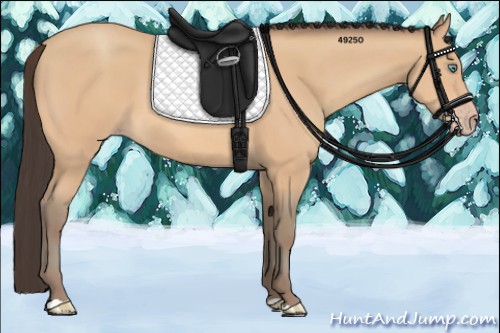 Horse Color:Amber Champagne 