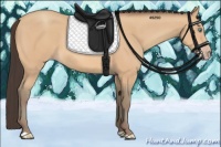 Horse Color:Amber Champagne 