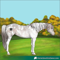 Horse Color:White Spotted Brown Sabino Appaloosa 
