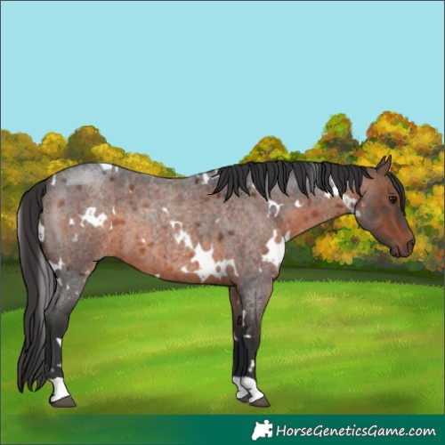 Horse Color:White Spotted Brown Roan 