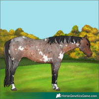 Horse Color:White Spotted Brown Roan 