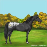 Horse Color:Black Ice 