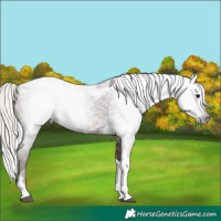 Horse Color:Gray Silver Black Tobiano