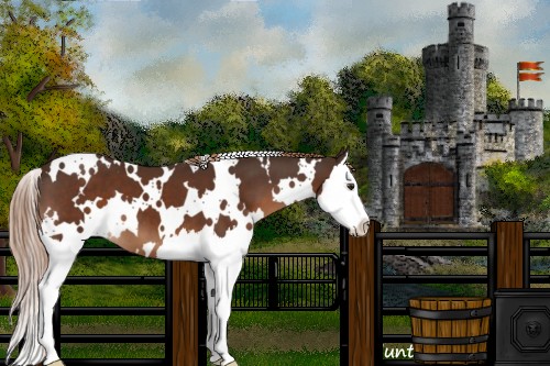 Horse Color:White Spotted Liver Chestnut Splash 