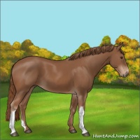 Horse Color:Chestnut 