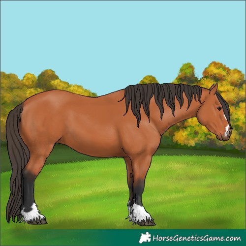 Horse Color:Bay 