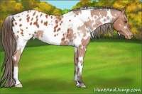 Horse Color:White Spotted Bay Frame Appaloosa